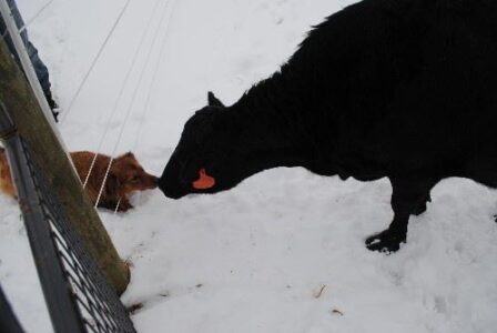 Animal Handling Image